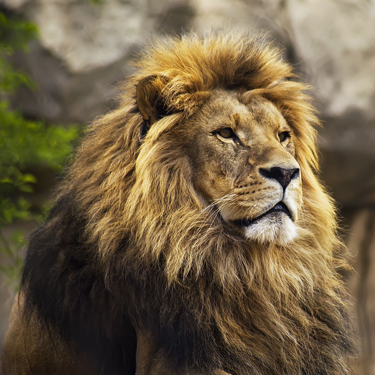 lion-zoologiste