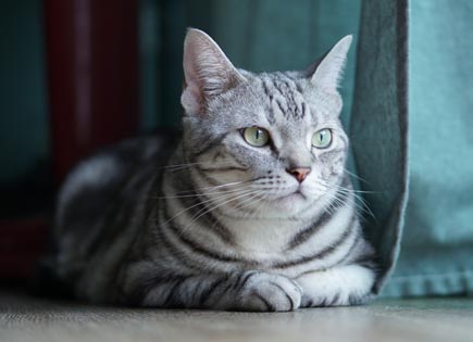 American Shorthair