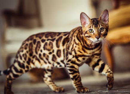 Bengal