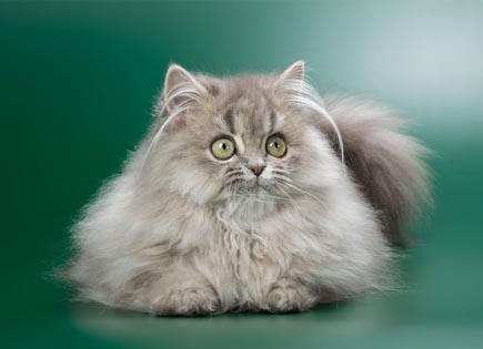 British Longhair