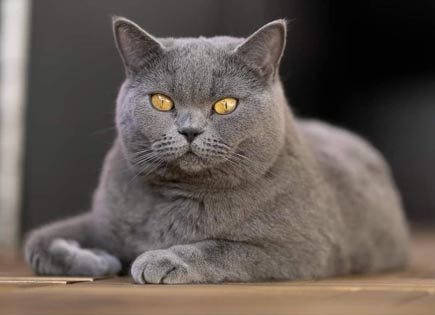 British Shorthair