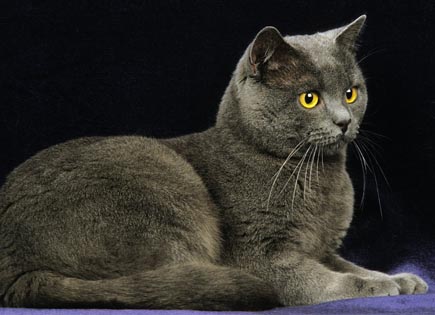 Chartreux