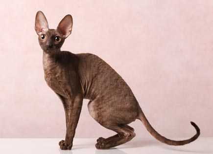 Cornish Rex