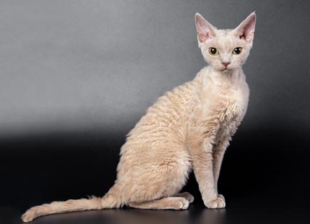 Devon Rex