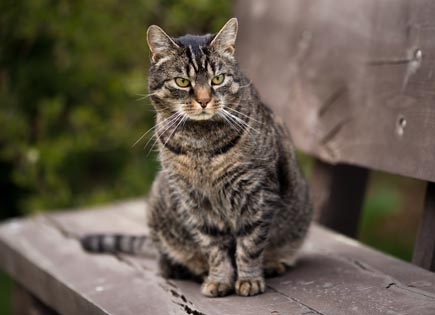 European Shorthair