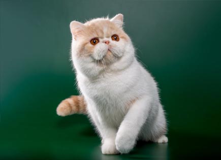 Exotic Shorthair