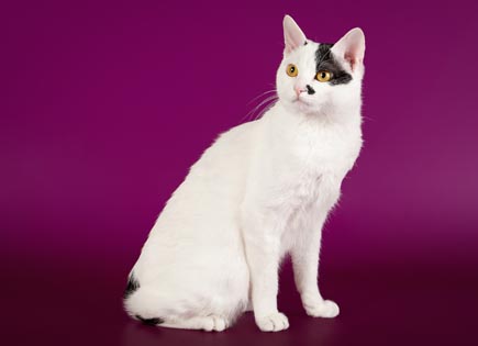 Japanese Bobtail