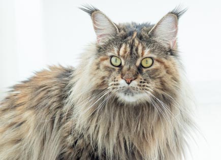 Maine Coon