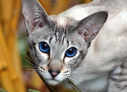 Oriental Shorthair