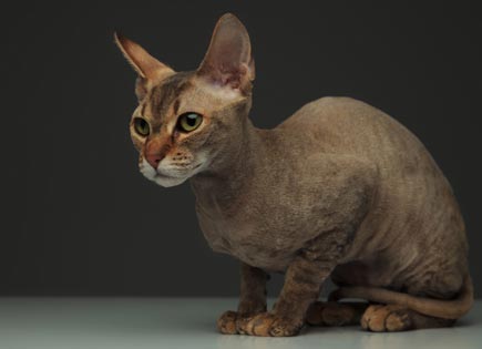 Peterbald