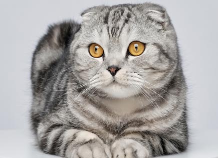 Scottish Fold