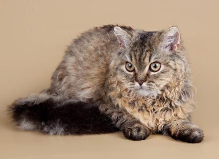 Selkirk Rex