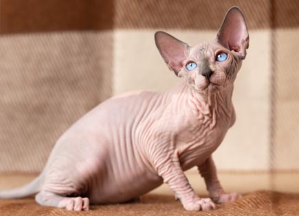 Sphynx