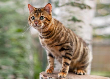 Toyger