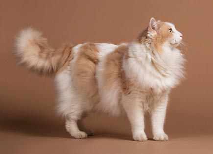 Turkish Van