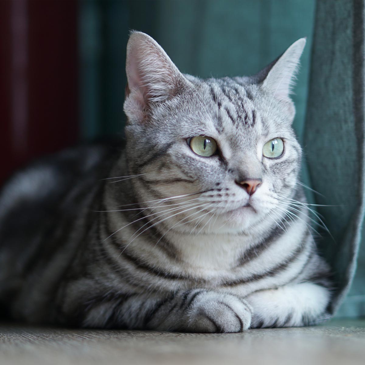 American Shorthair