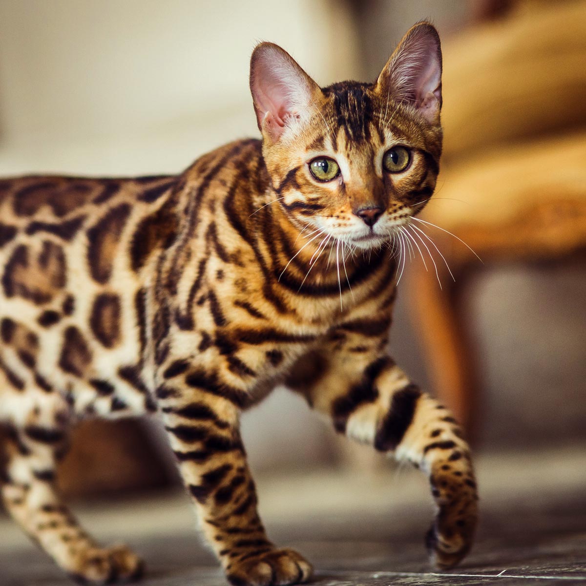 Bengal