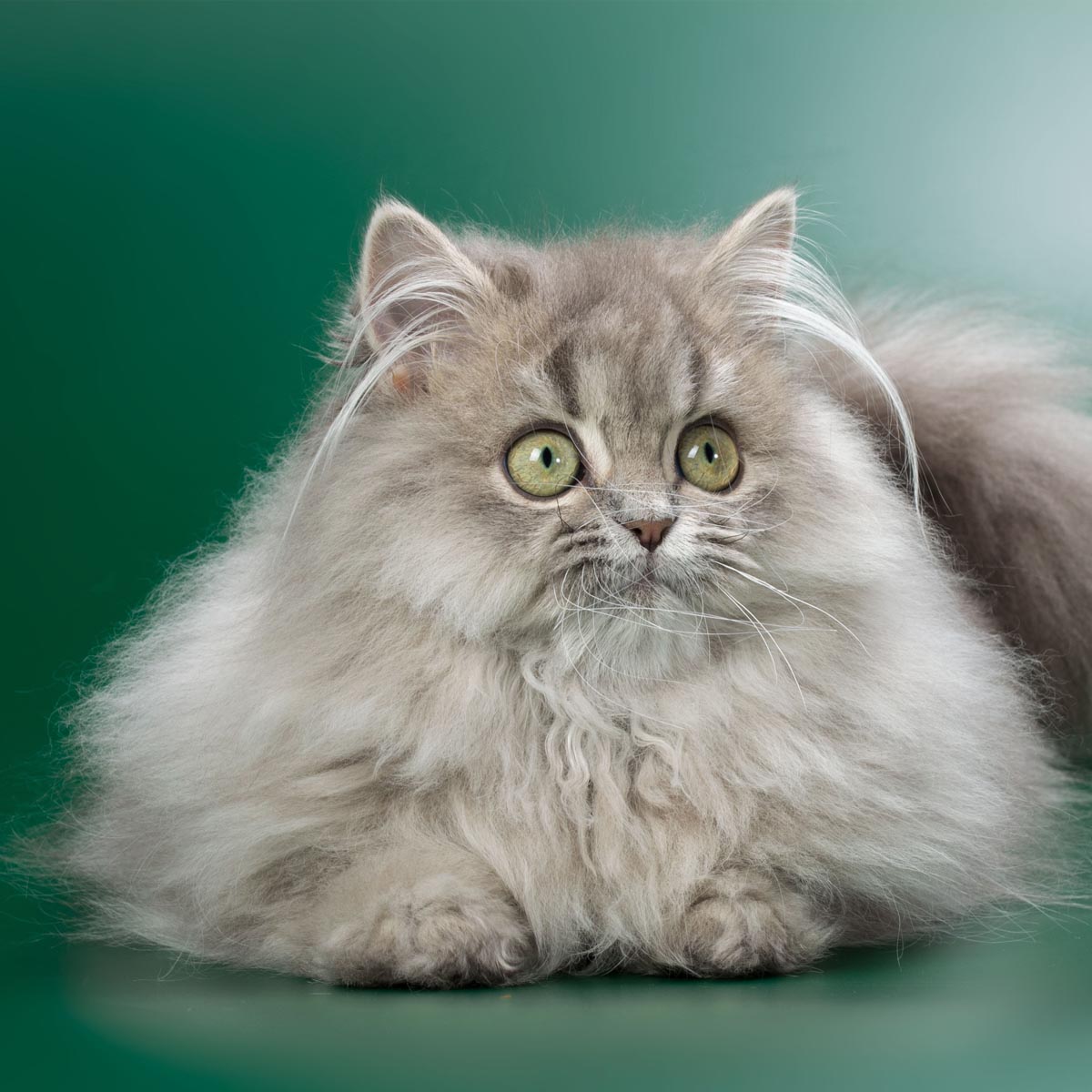 British Longhair