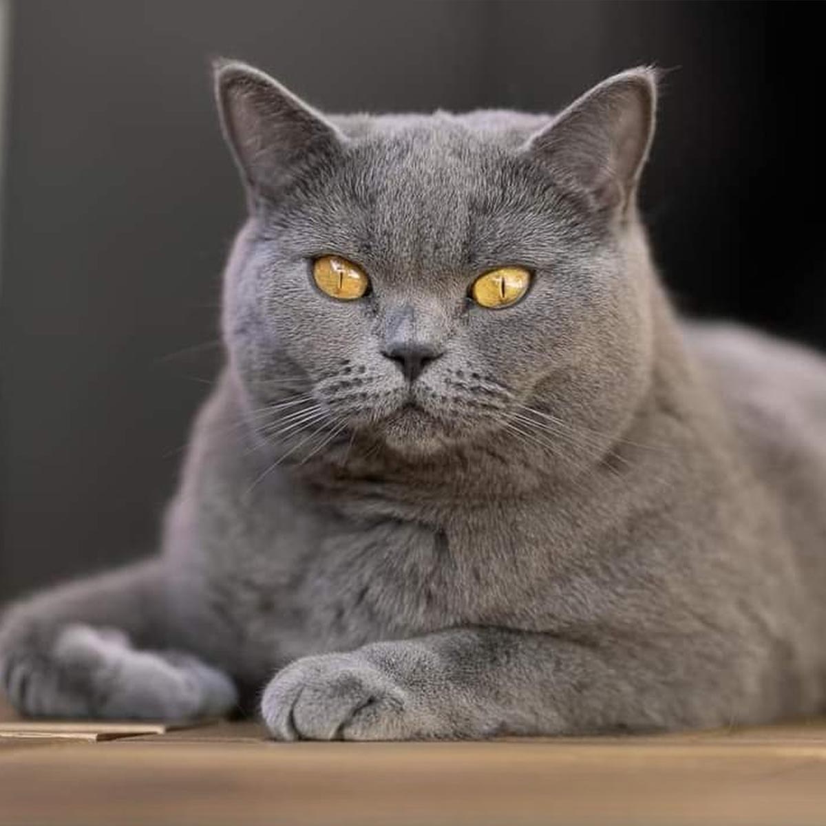 British Shorthair