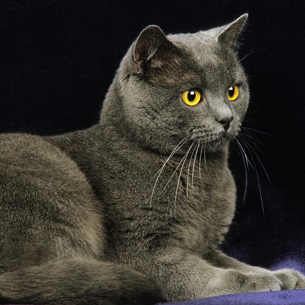 Chartreux