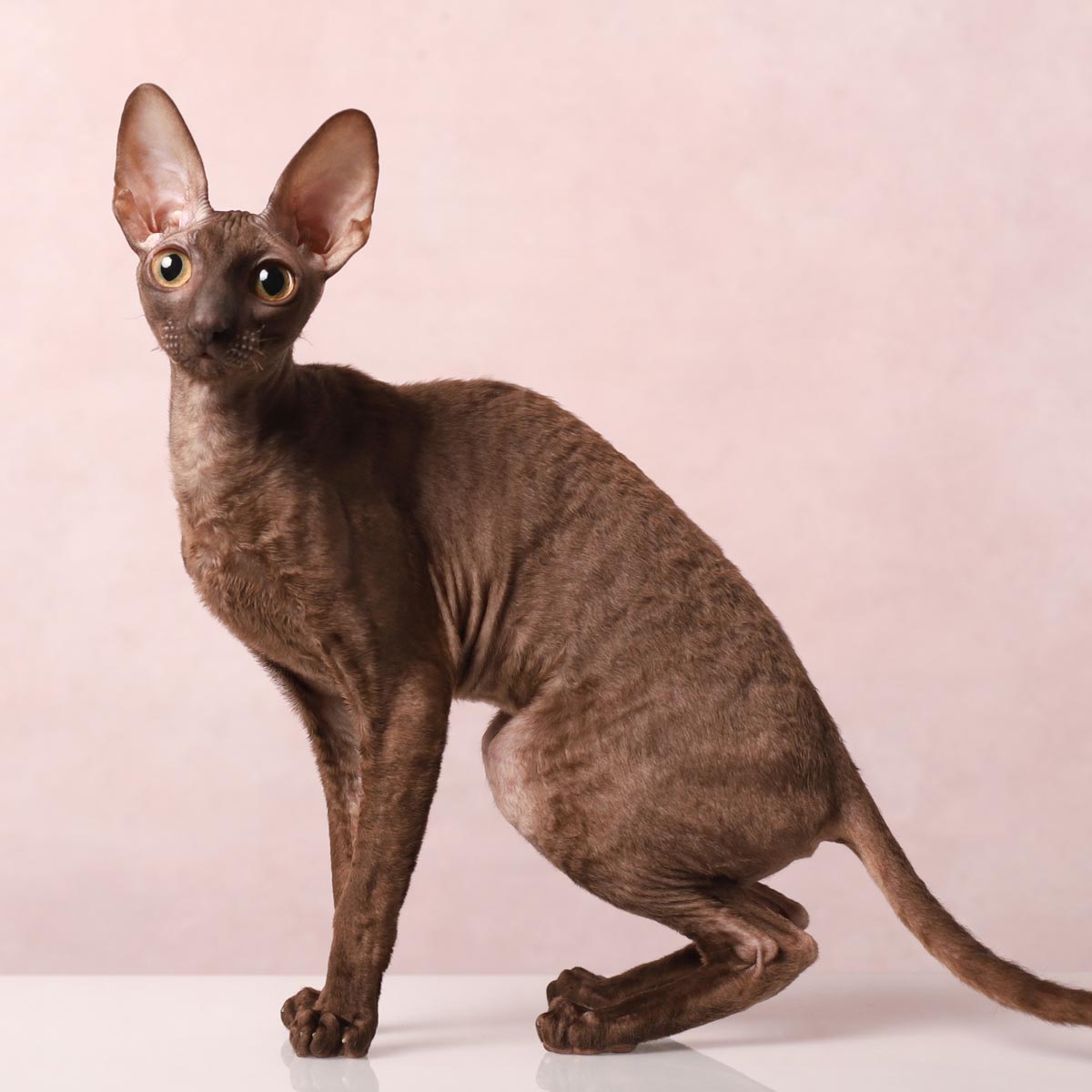 Cornish Rex