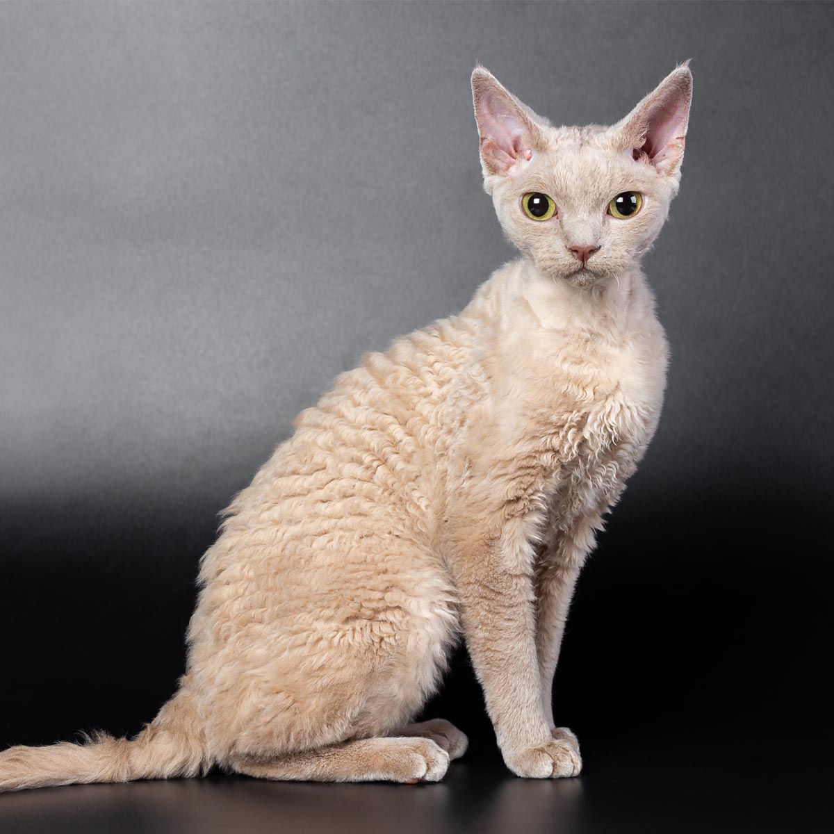 Devon Rex