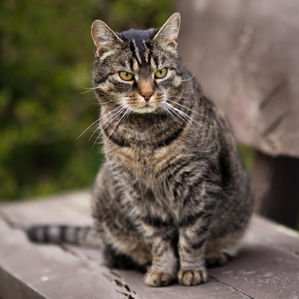 European Shorthair