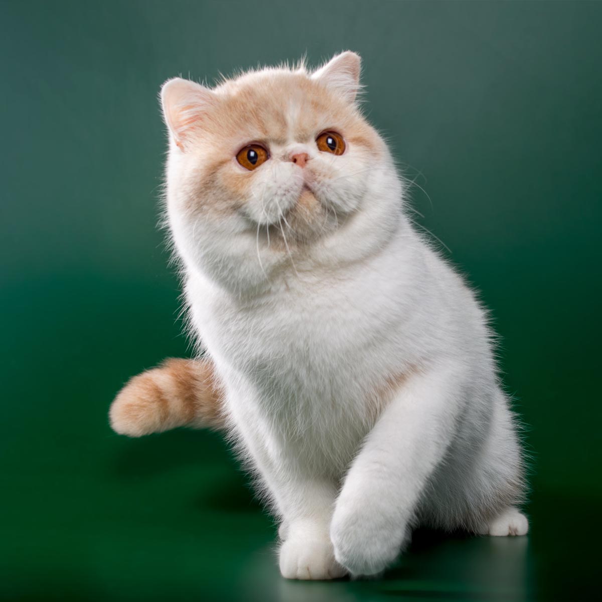 Exotic Shorthair