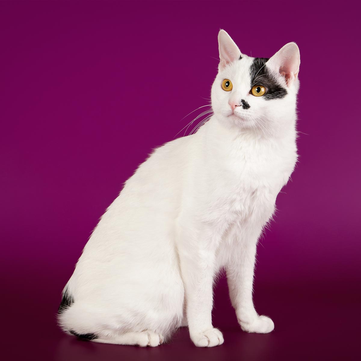 Japanese Bobtail