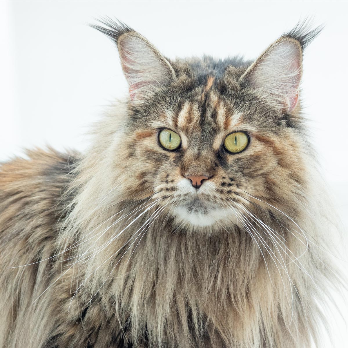 Maine Coon