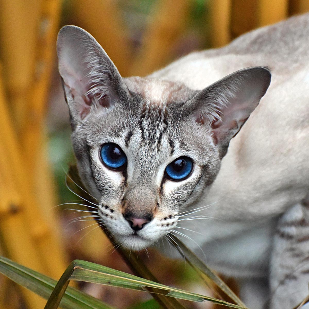 Oriental Shorthair