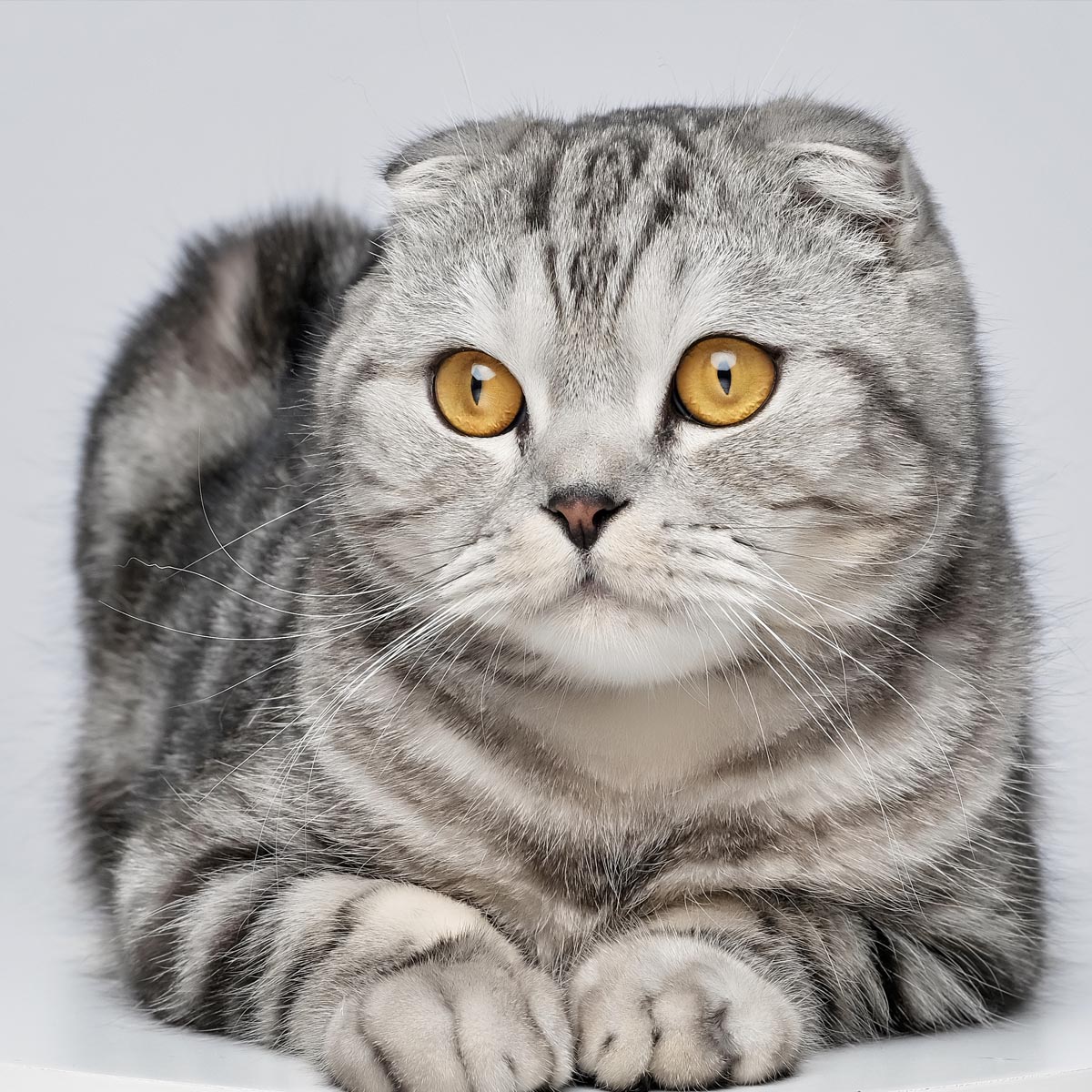 Scottish Fold