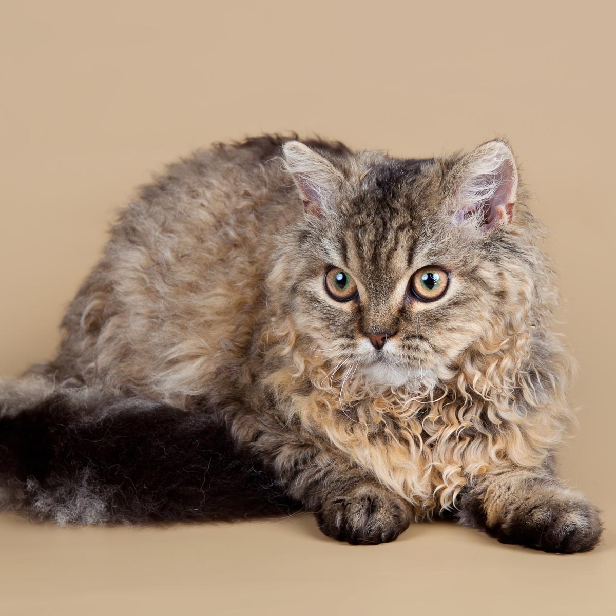 Selkirk Rex