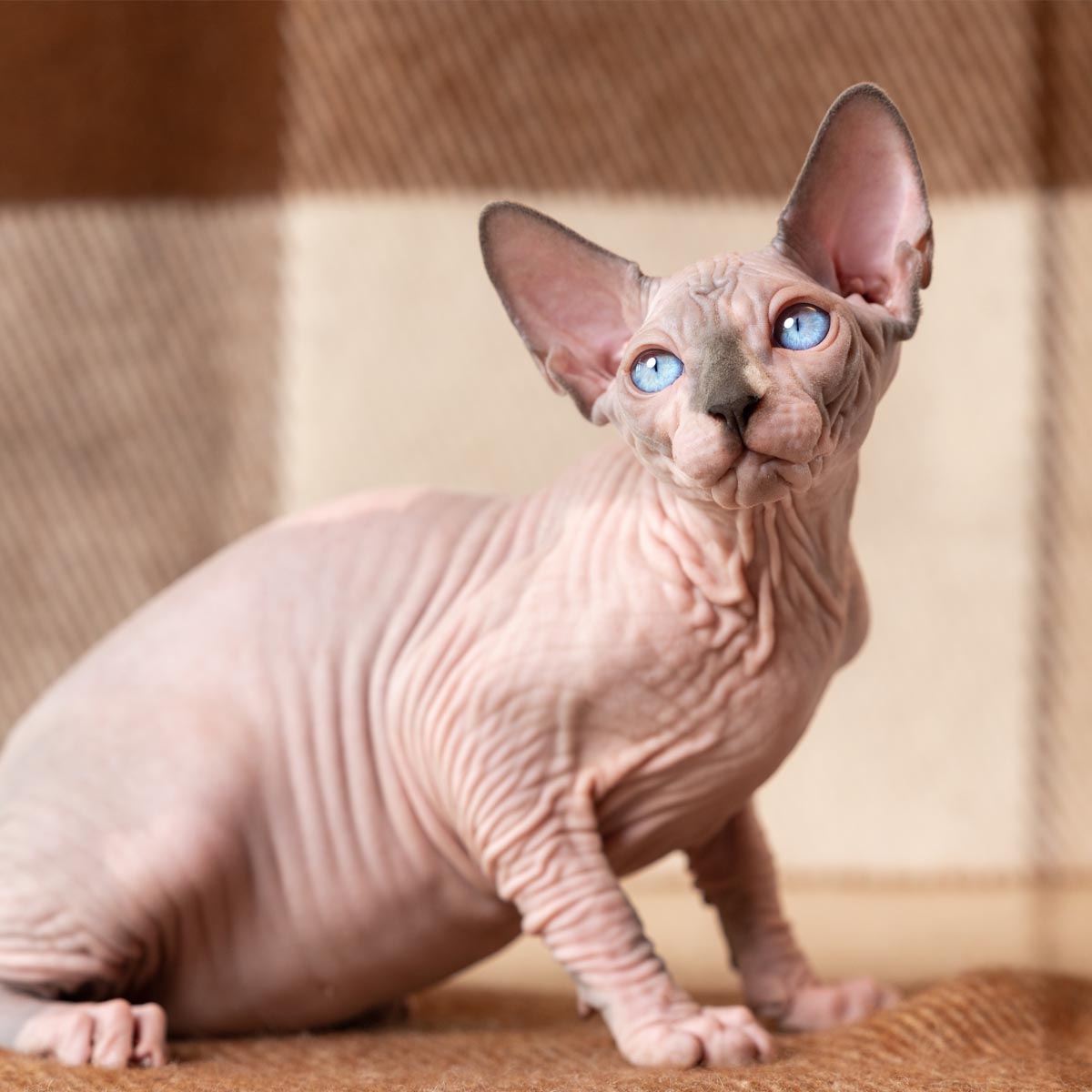 Sphynx