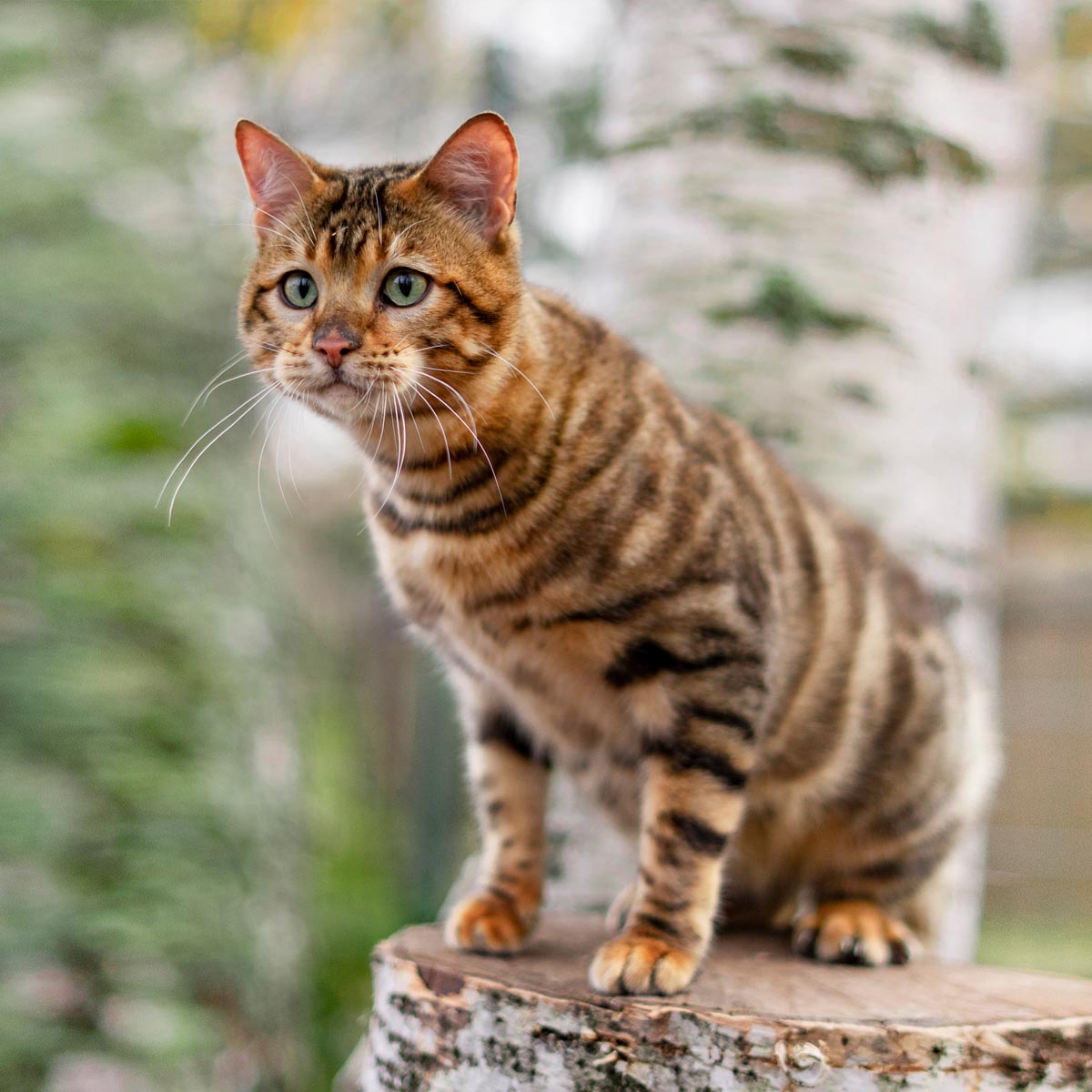 Toyger