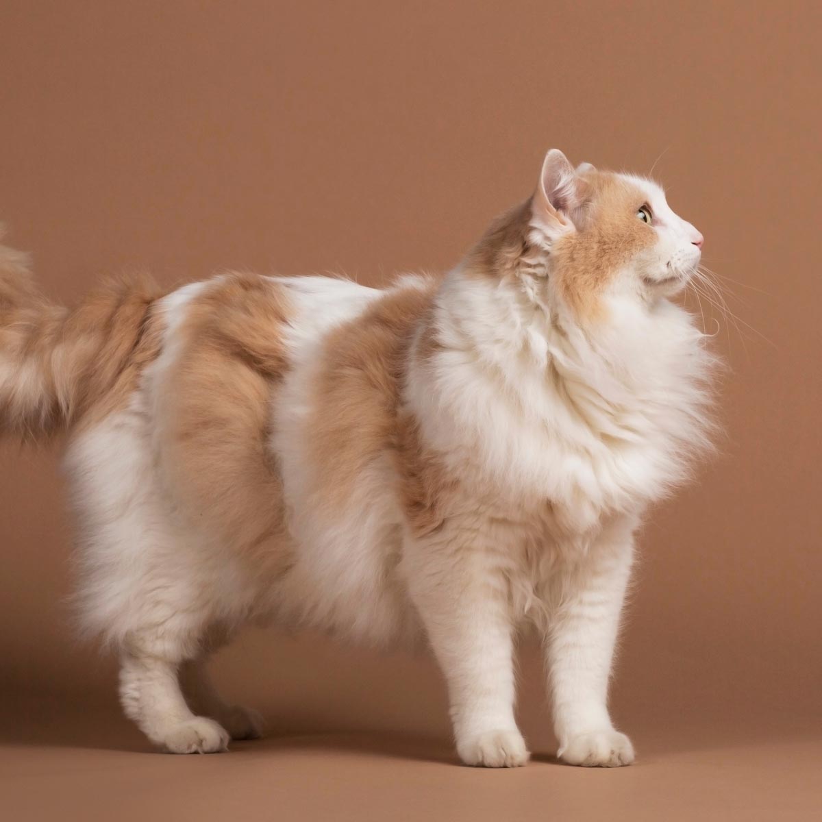 Turkish Van