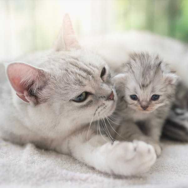 American shortair, maman et chaton