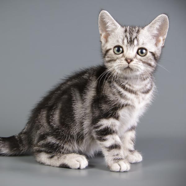 Chaton American Shortair gris