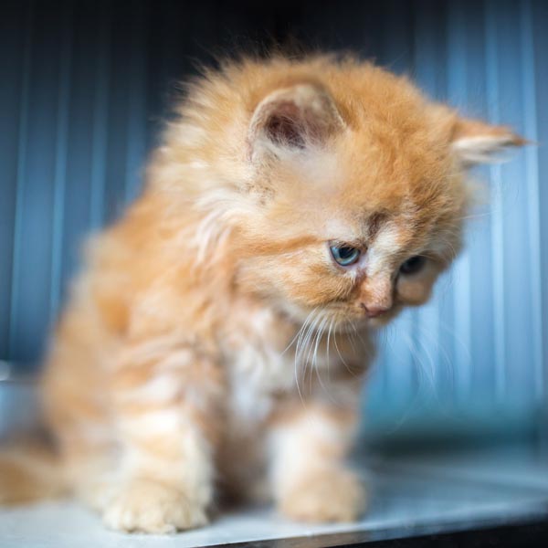 Chaton Angora turc