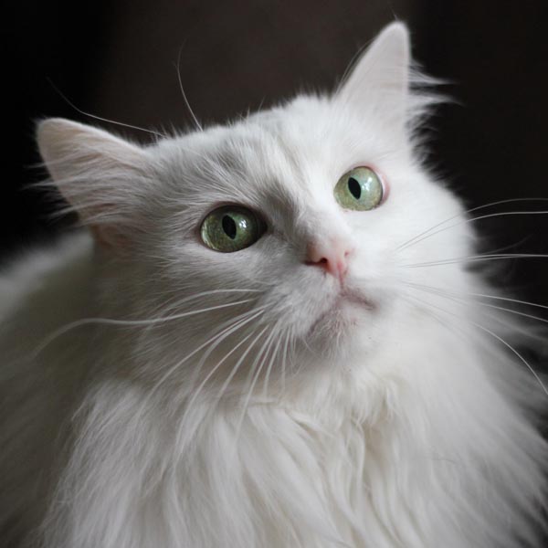 Regard d'un chat Angora turc