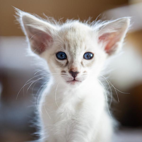 Portrait chaton balinais