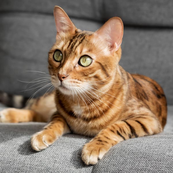 Chat bengal