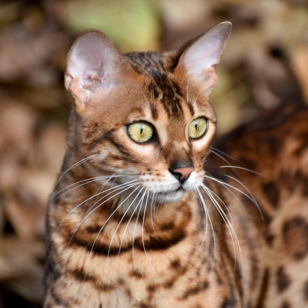 Chat bengal style léopard