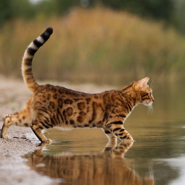 Bengal dans la nature