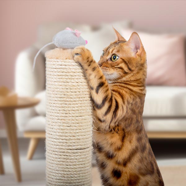 Bengal jouant avec une souris