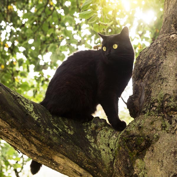 Bombay sur un arbre