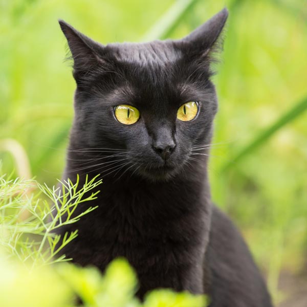 Chat Bombay dans le jardin