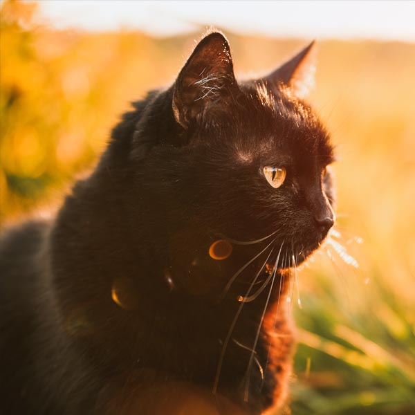 Chat Bombay dans la nature