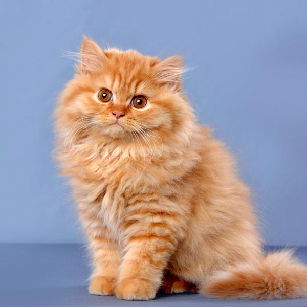 Chat British Longhair