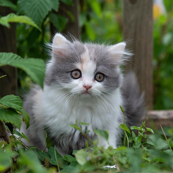 Chaton British Longhair